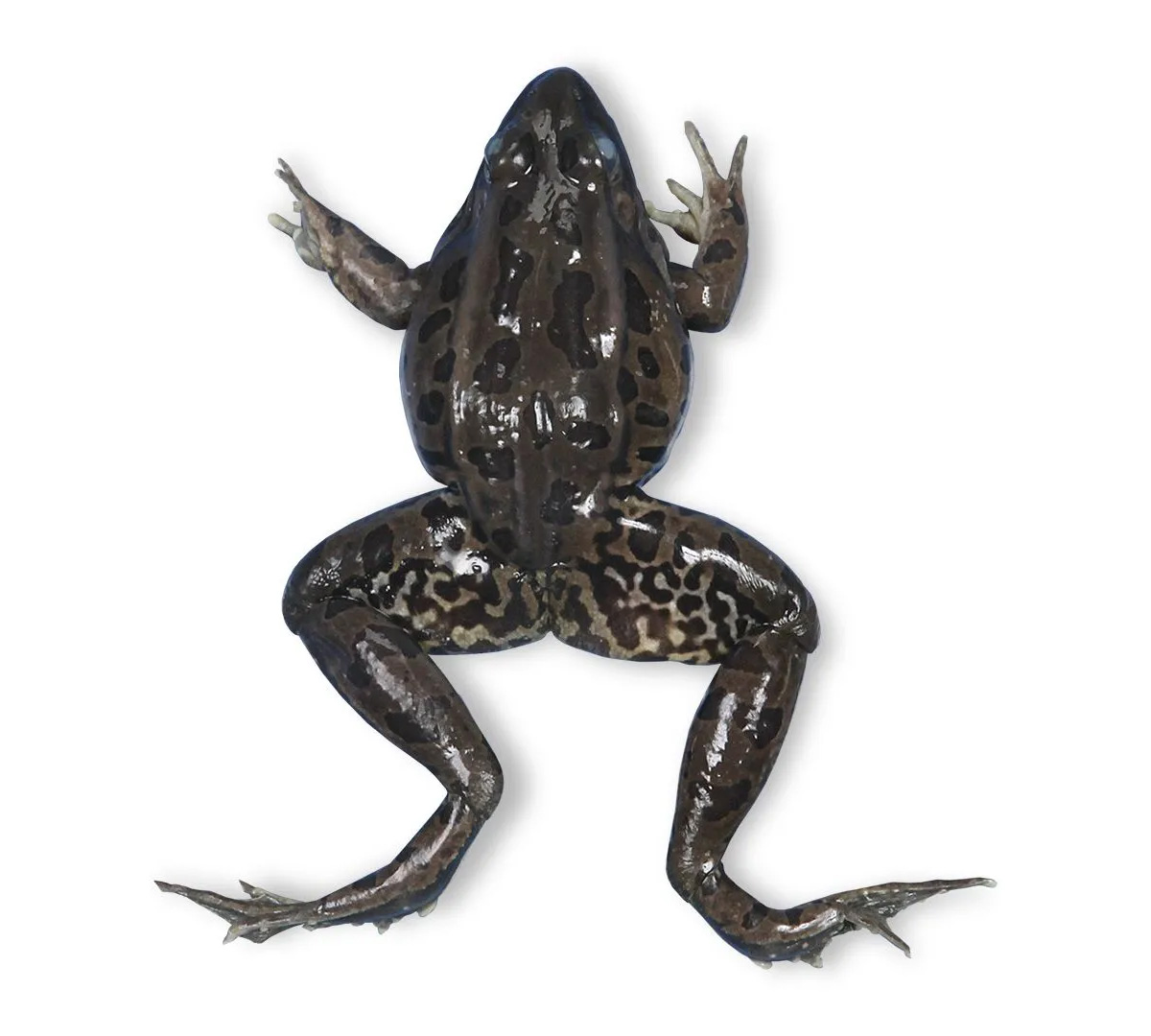 Preserved Frog
