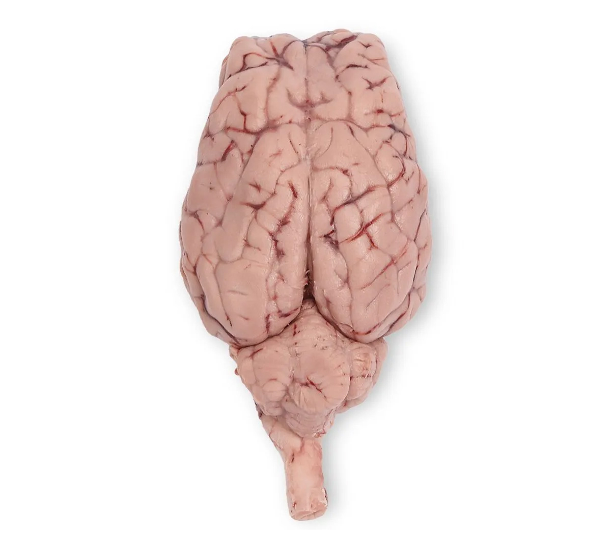 Preserved Sheep Brain