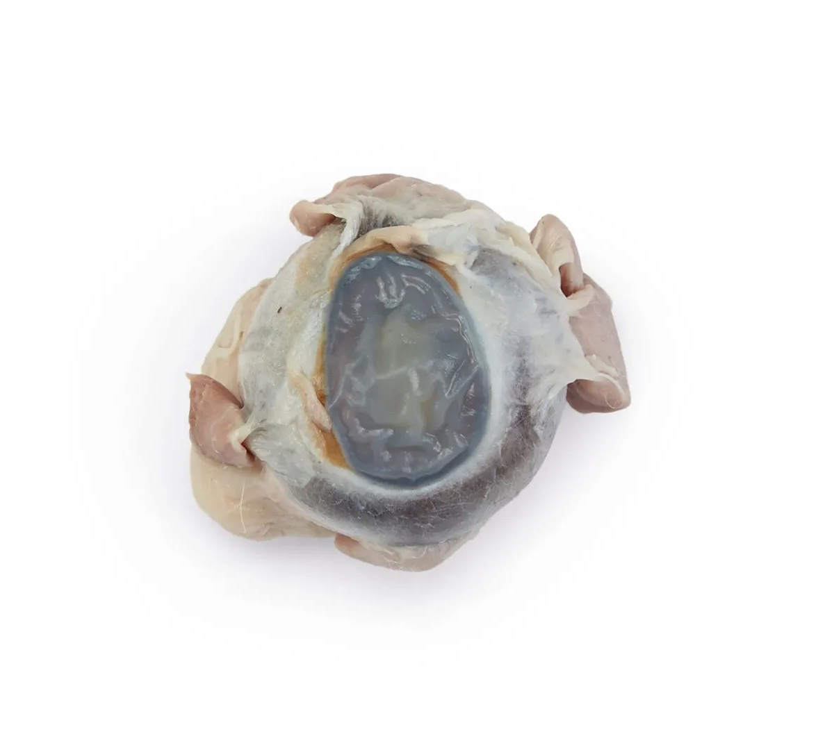 Preserved Sheep Eye