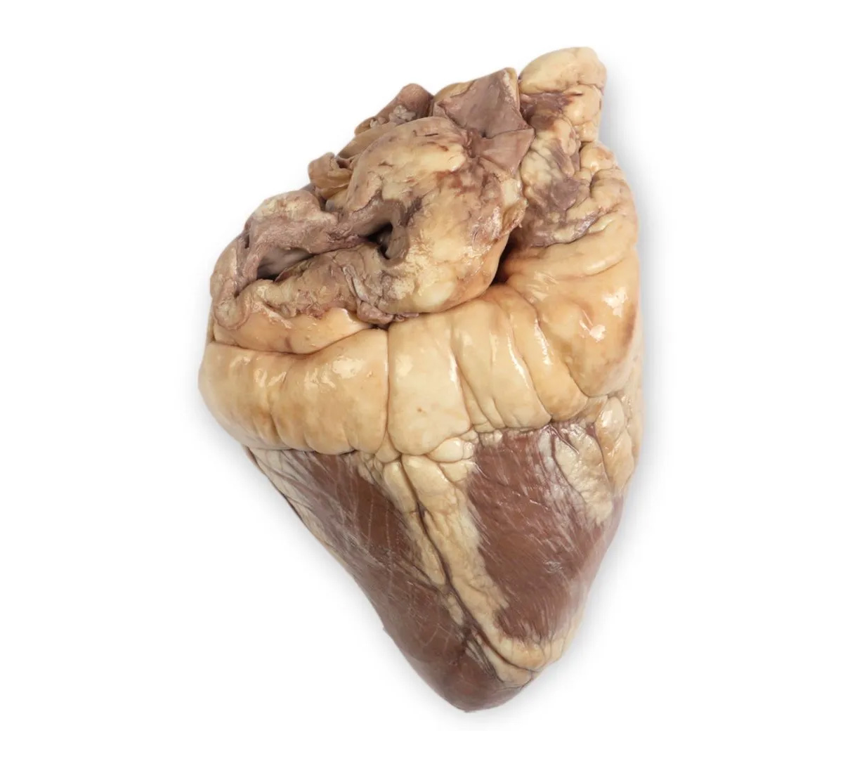 Preserved Sheep Heart